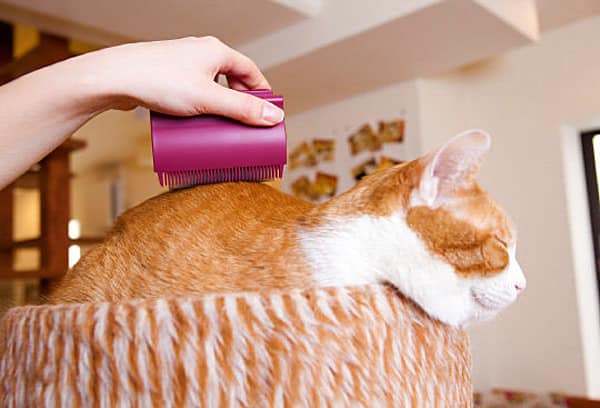 Oppo Groomo Cat Brush Massage and Clean Pet