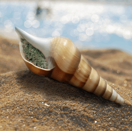 OceanTokes Seashell Smoking Pipe Buy for Weed Buddy