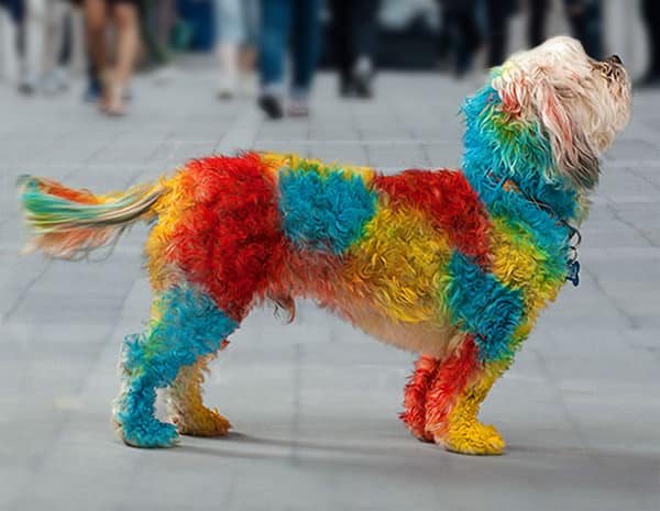 PetPaint Pet Hair Spray Cool Dog Costume
