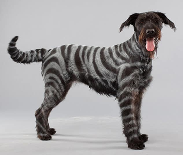 PetPaint Pet Hair Spray Zebra