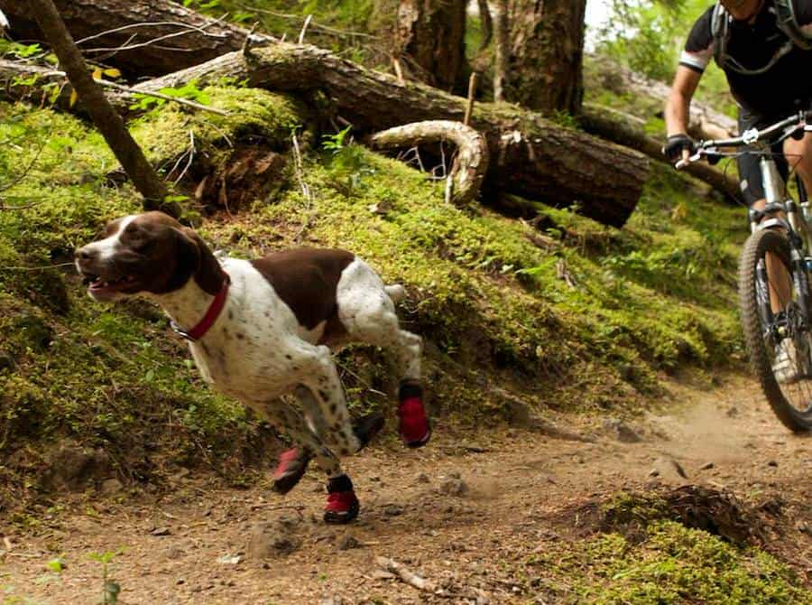 Ruffwear Summit Trex Boots Cool Stuff to Buy for Dogs