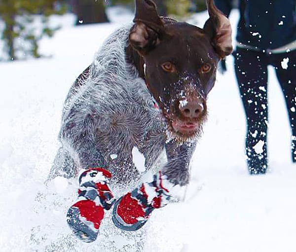 Ruffwear Summit Trex Boots Protect Dog Feet