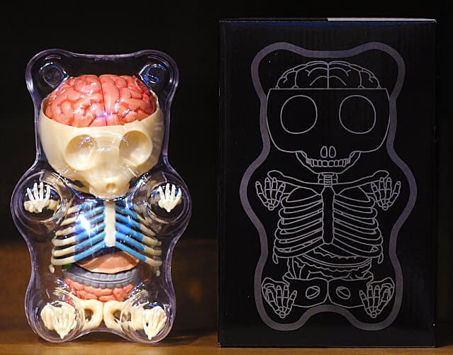 4D Master Gummi Bear Anatomy Model Buy Cool Gift for Kids