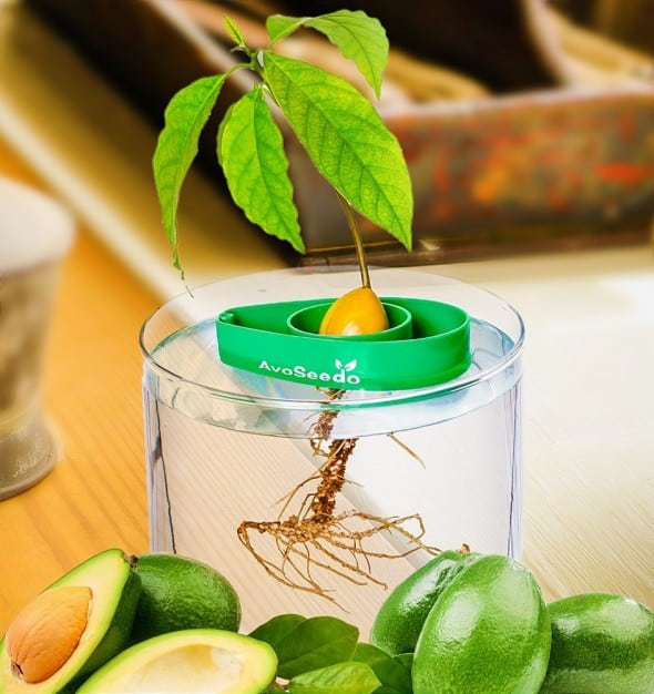 AvoSeedo Bowl Grow Your Own Avocado Tree AvoSeedo Bowl Grow Your Own Avocado Tree