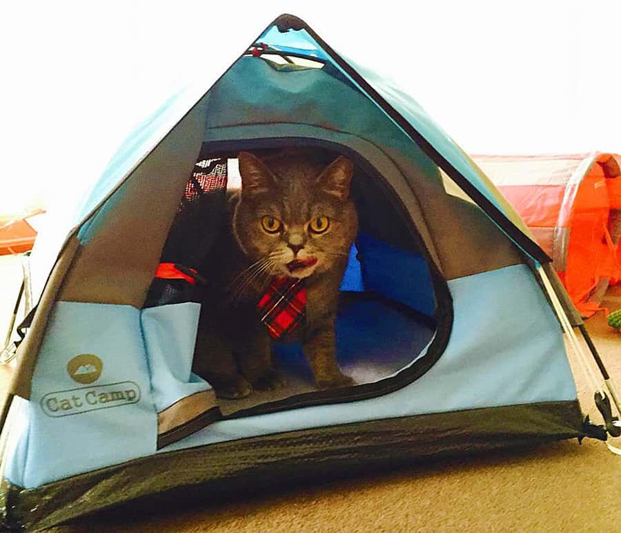 Cat Camp Cat Tent Buy Cool Pet Bed