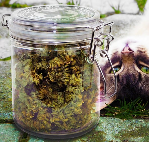 Meowijuana Catnip Buds Cool Things to Buy for Pets Meowijuana Catnip Buds Cool Things to Buy for Pets