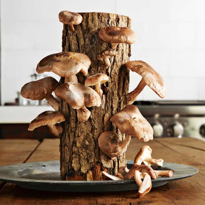 Backyard Shiitake Mushrooms: a Tasty and SAFE DIY Project