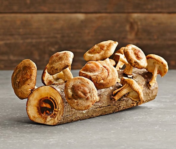 2 Fun Guys Shiitake Mushroom Log Grow your Own 2 Fun Guys Shiitake Mushroom Log Grow your Own