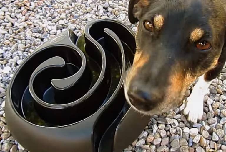 Buster Dog Maze Buy Unique Pet Stuff