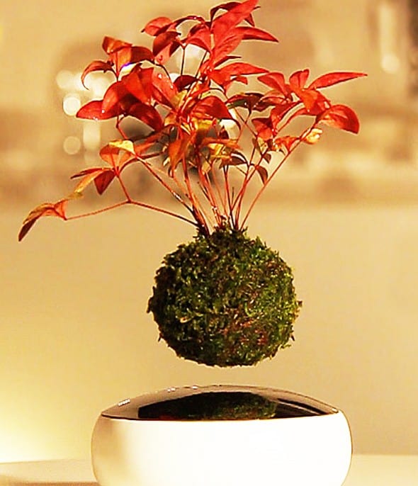 Hoshinchu Air Bonsai Gift Ideas For Newly Weds Hoshinchu Air Bonsai Gift Ideas For Newly Weds
