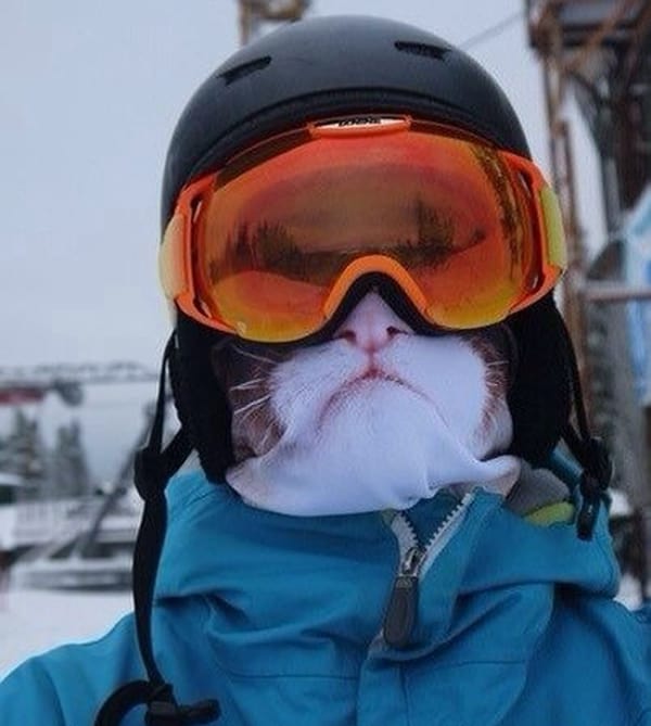 Teya Salat Animal Ski Mask Grumpy Cat Balaclava