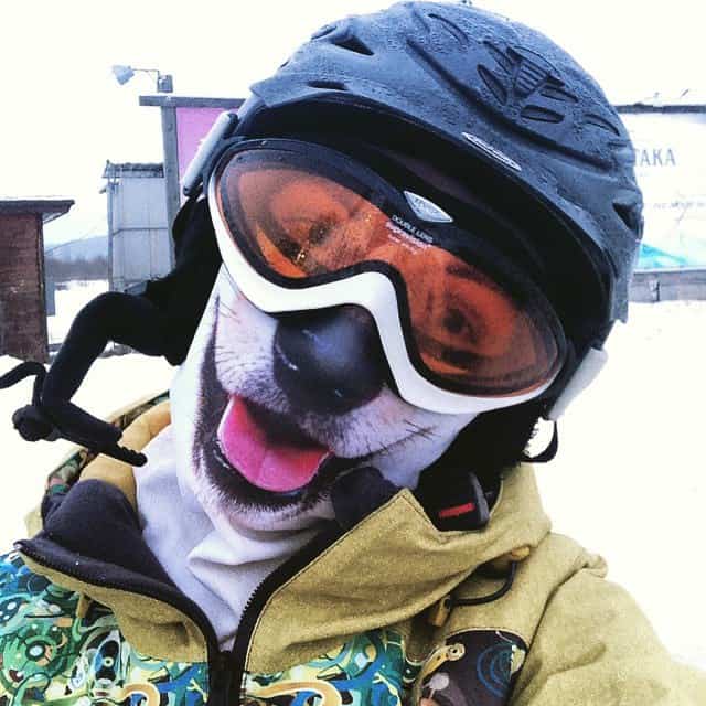 Teya Salat Animal Ski Mask Shepard with Ears Bandana