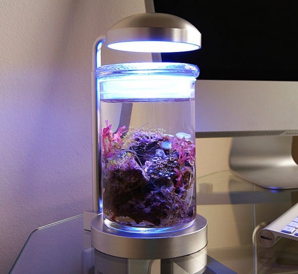PJ Reefs Miniature Saltwater Aquarium Lamp Gift Idea For Pet Fish Owner PJ Reefs Miniature Saltwater Aquarium Lamp Gift Idea For Pet Fish Owner