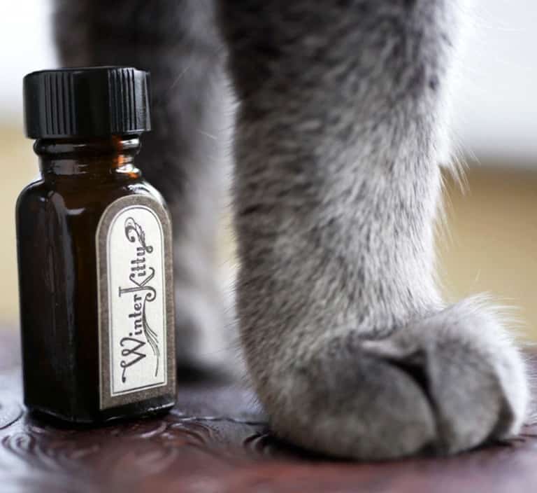 For Strange Women Winter Kitty Natural Perfume Oil A Gift Idea For Her