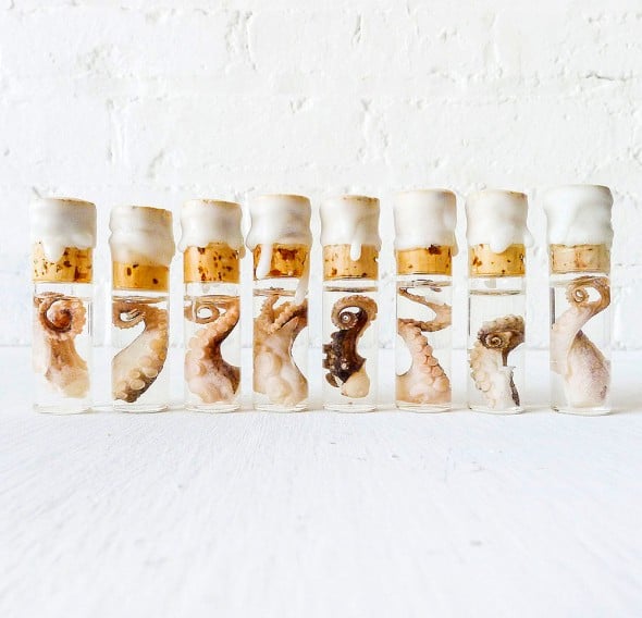 Earth Sea Warrior Tiny Octopus Tentacle Specimen Gift Idea Earth Sea Warrior Tiny Octopus Tentacle Specimen Gift Idea