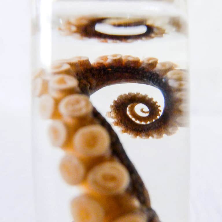 Earth Sea Warrior Tiny Octopus Tentacle Specimen Giveaway Item