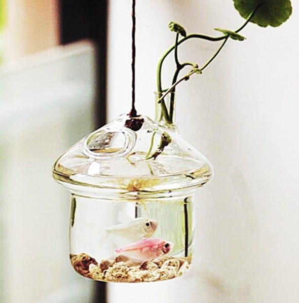 New-Dream-World-Hanging-Mushroomhouse-Terrarium-Buy-for-Nature-Lovers New-Dream-World-Hanging-Mushroomhouse-Terrarium-Buy-for-Nature-Lovers