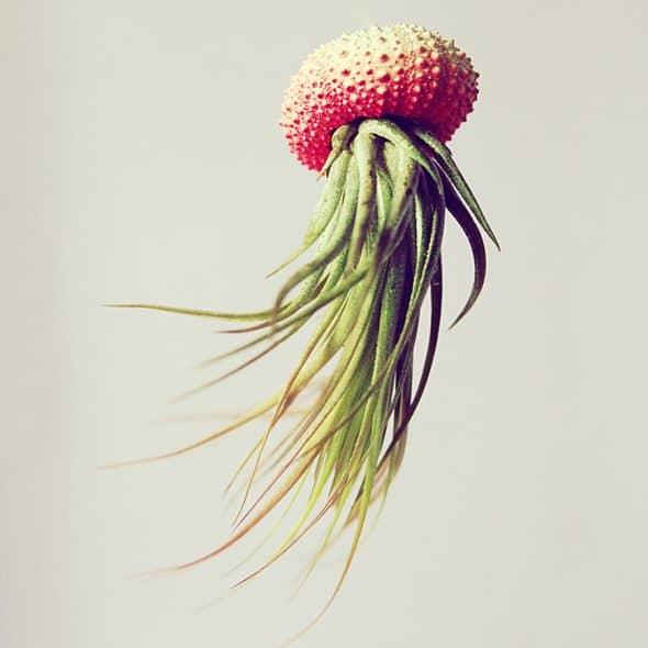 Petit Beast Jellyfish Air Plant Made to Order Petit Beast Jellyfish Air Plant Made to Order
