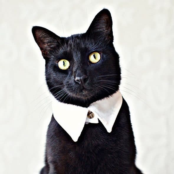 The Rover Boutique White Pointed Cat Collar Gift Idea The Rover Boutique White Pointed Cat Collar Gift Idea