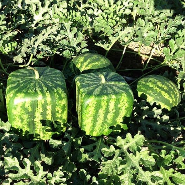 Fruit Mould Square Watermelon Mold Shop Online Fruit Mould Square Watermelon Mold Shop Online