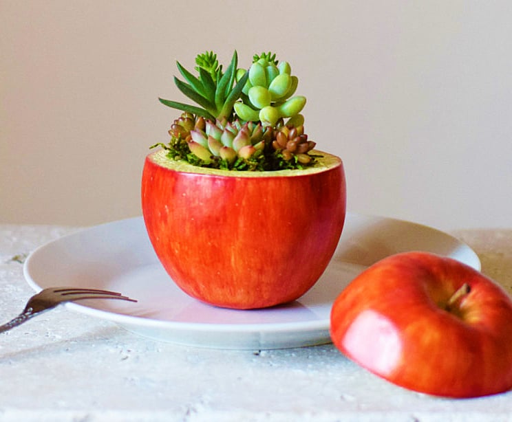 Harimogura-Sliced-Apple-Pot-Planter-Unique-Gift-Ideas-to-Buy