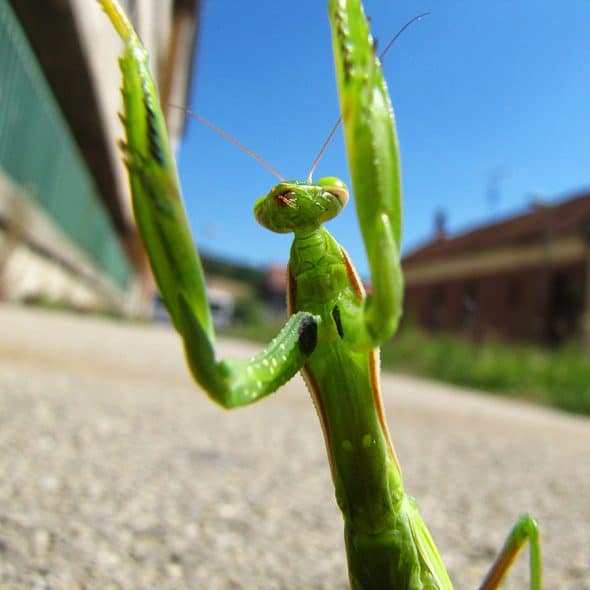 Insect Sales Live Chinese Praying Mantis Novelty Insect Sales Live Chinese Praying Mantis Novelty