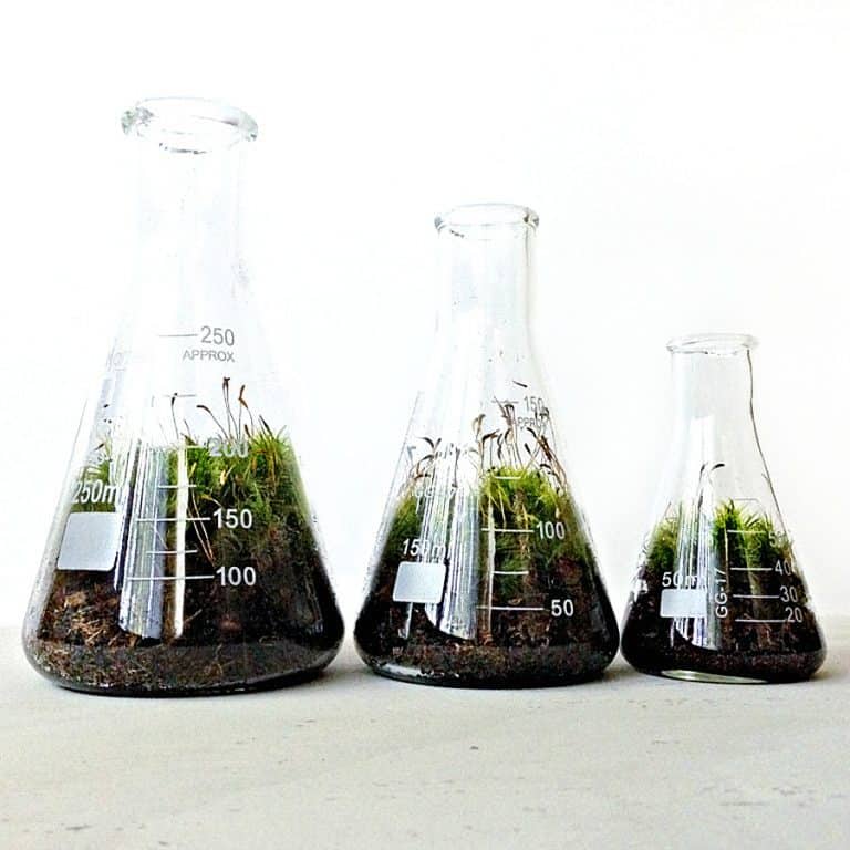 doodle-birdie-chemistry-flasks-terrarium-set-glass-flask