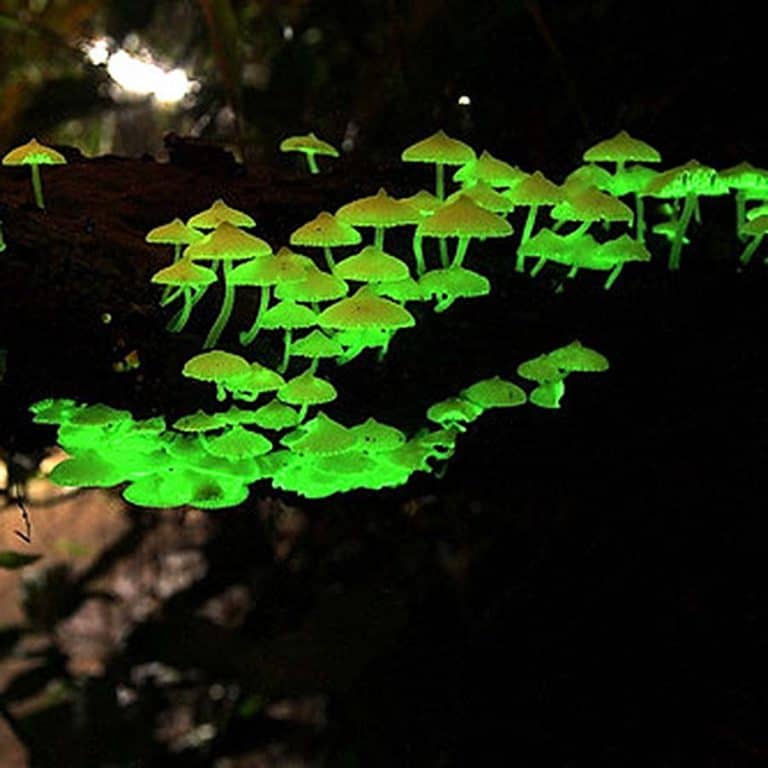 forest-organics-glow-in-the-dark-mushroom-habitat-kit-great-for-terrariums