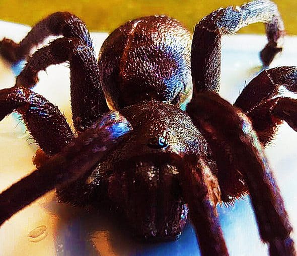 crunchy-critters-edible-zebra-tarantula-no-msg crunchy-critters-edible-zebra-tarantula-no-msg