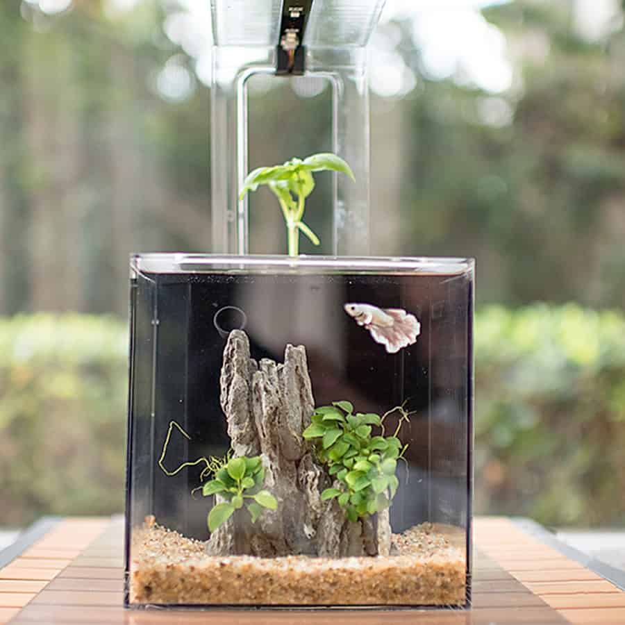 Eco Cube Aquarium - 1000+ Aquarium Ideas