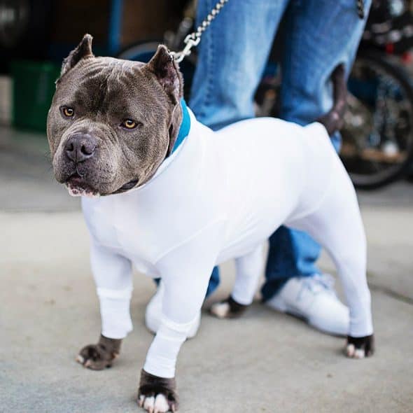 shed-defender-doggy-leotard-breathable-fabric shed-defender-doggy-leotard-breathable-fabric