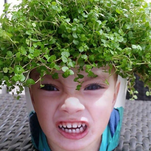 my-facepot-garden-item my-facepot-garden-item