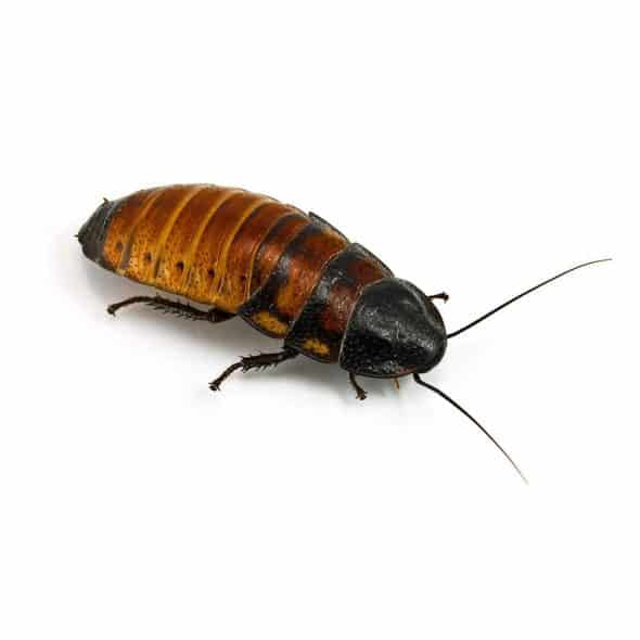 Adult Madagascar Hissing Cockroach Adult Madagascar Hissing Cockroach