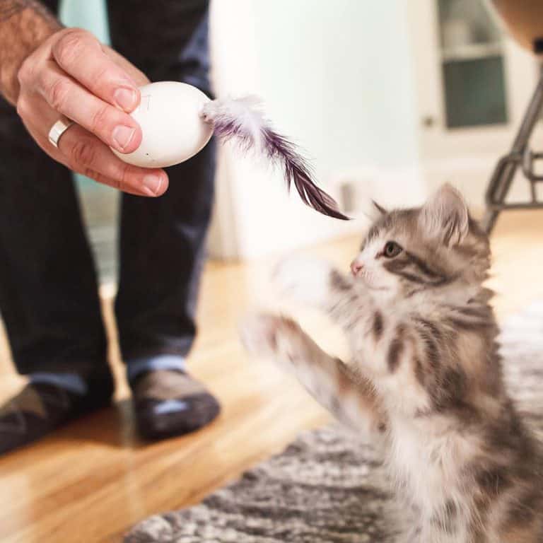 PDX Pet Design SHRU The Intelligent Cat Companion Automatically Respond