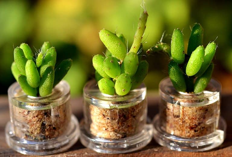 Wear It Mini Plants Coral Cactus Live Terrarium Necklace Pet Plant