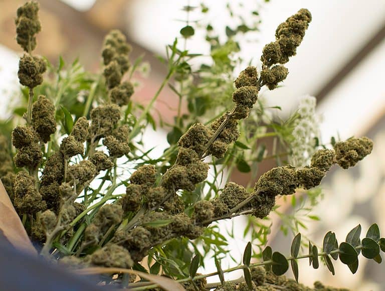 Lowell Herb Cannabis Bouquet Herbs