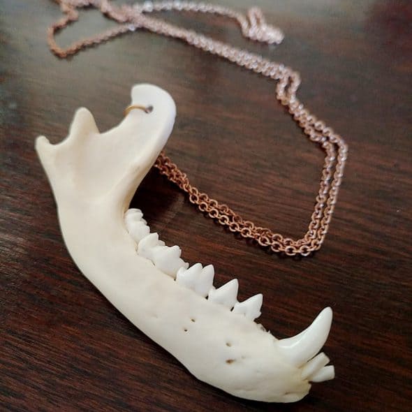 Fawn And Fervor Real Jawbone Necklace Handmade Accessory Fawn And Fervor Real Jawbone Necklace Handmade Accessory