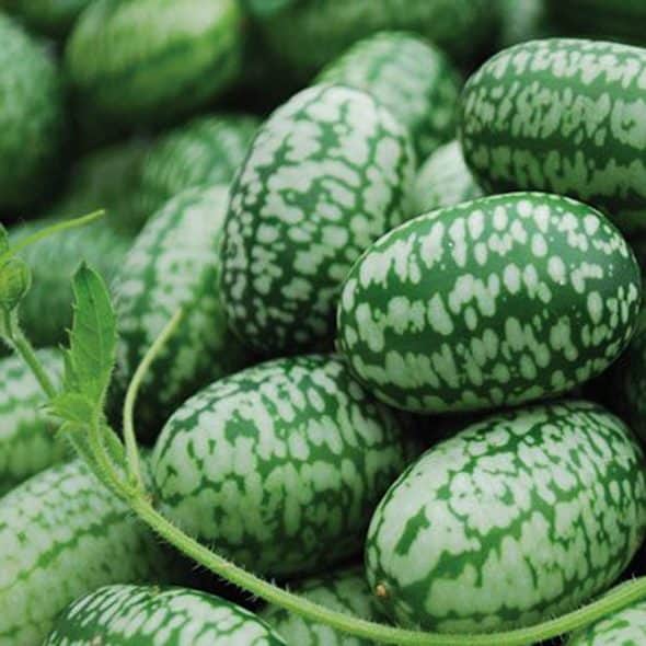 Miniature Watermelon Seeds Cucamelon Miniature Watermelon Seeds Cucamelon