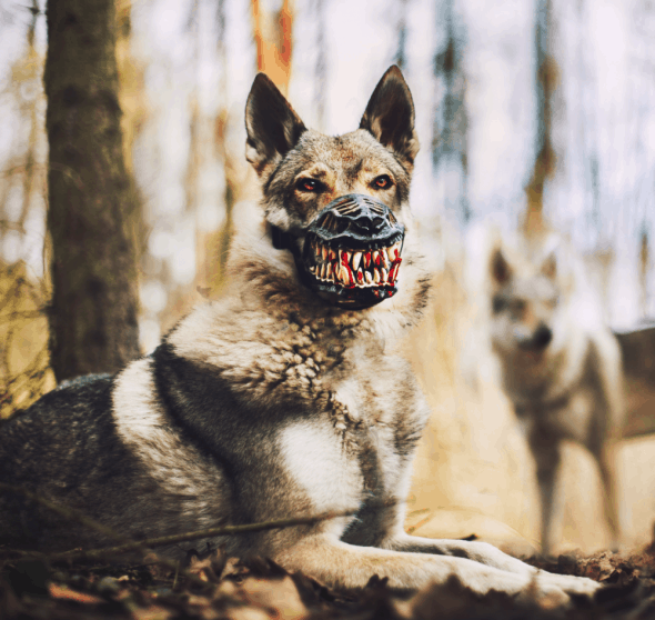 Reedog Werewolf Dog Muzzle Costume Reedog Werewolf Dog Muzzle Costume