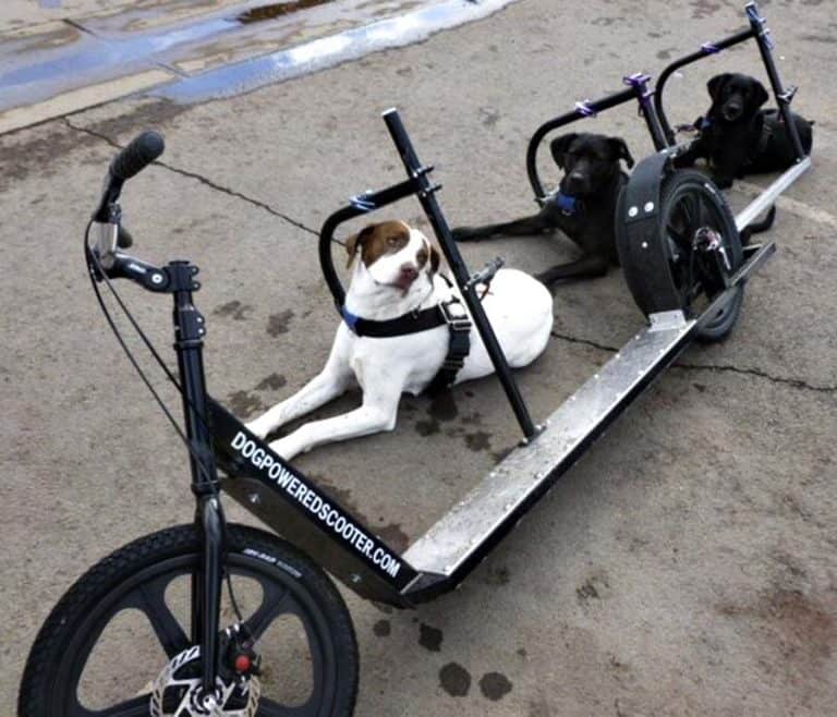 Dog Powered Scooter Scooters