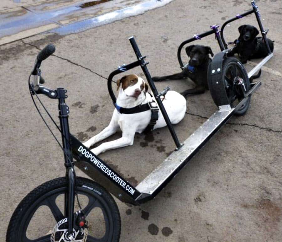Dog Powered Scooter - NoveltyStreet