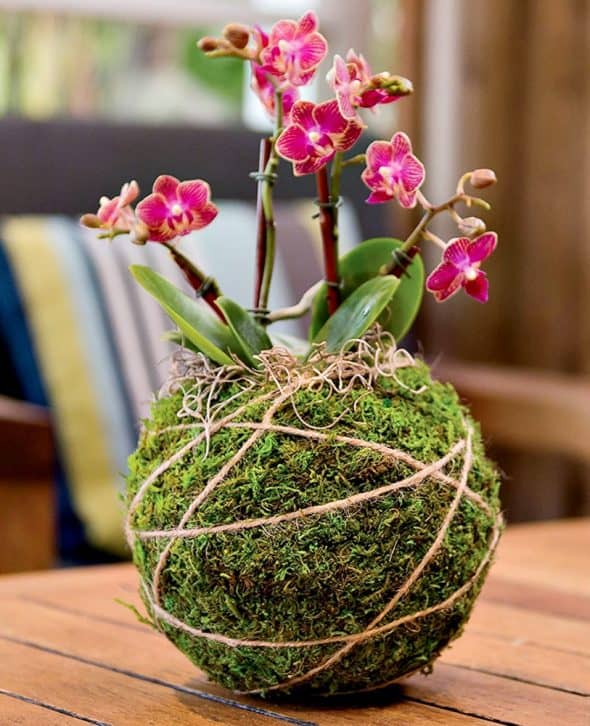 Gardener's Supply Company Original Kokedama Kit Living Art Gardener’s Supply Company Original Kokedama Kit Living Art