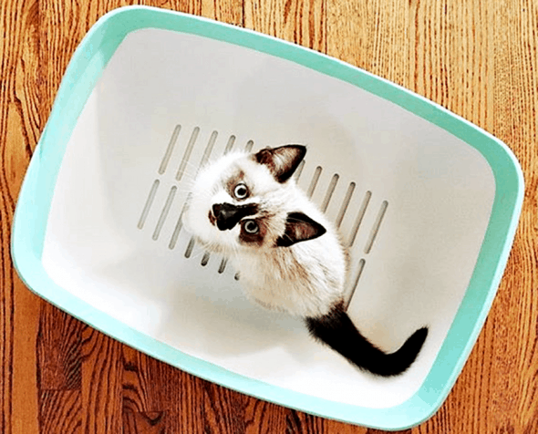 Luuup Litter Box Cat Pan Luuup Litter Box Cat Pan
