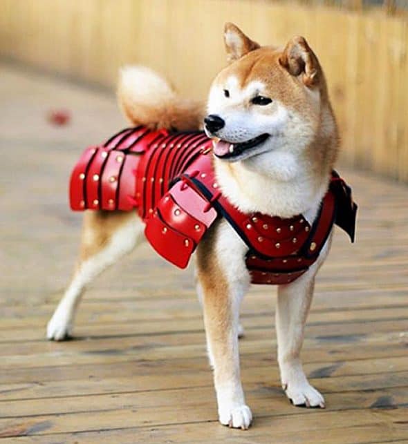 Samurai Age Red Samurai Dog Pet Costume Samurai Age Red Samurai Dog Pet Costume