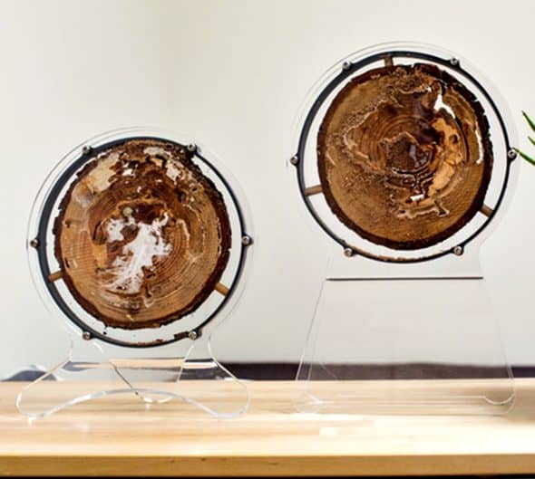 Termitat Exhibit Termitat Exhibit