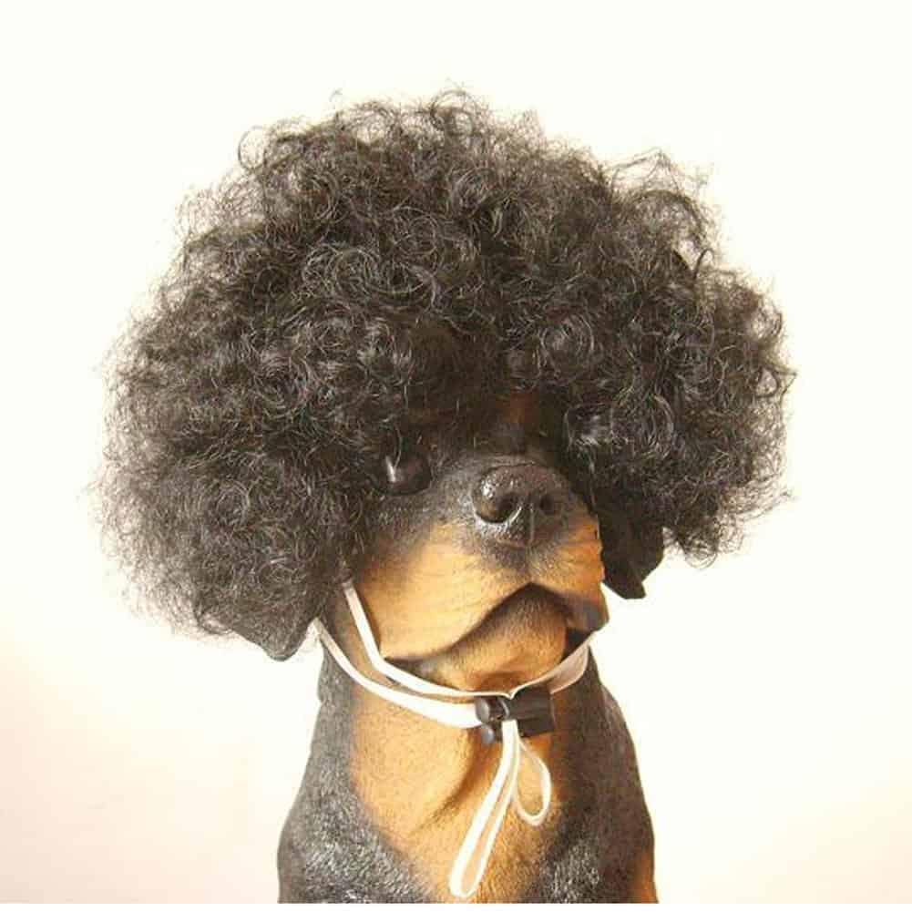 Small And Large Dog Costumes For Every Occasion NoveltyStreet