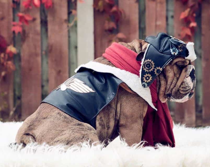 Bulldog wearing a Steampunk aviator costume with red scarf
