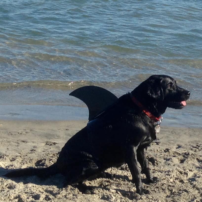 Small And Large Dog Costumes For Every Occasion NoveltyStreet