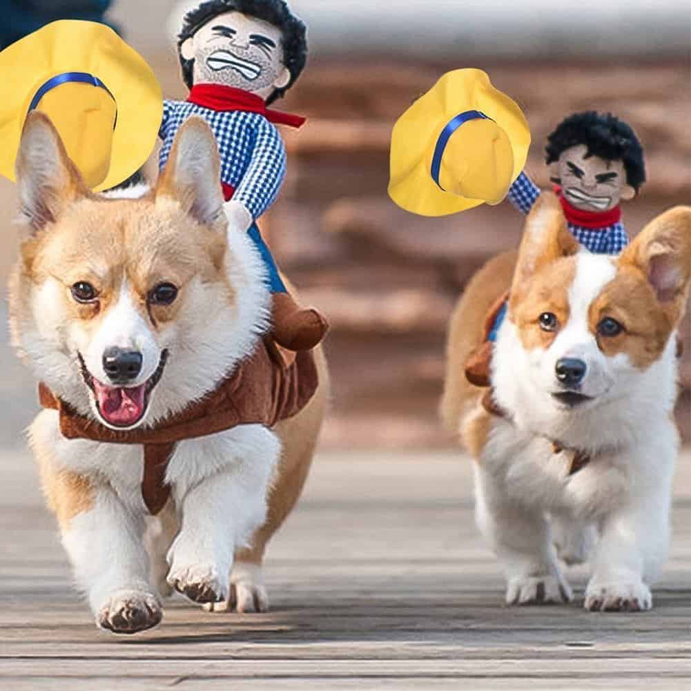 Two dogs running while wearing cowboys riding on their top costumes