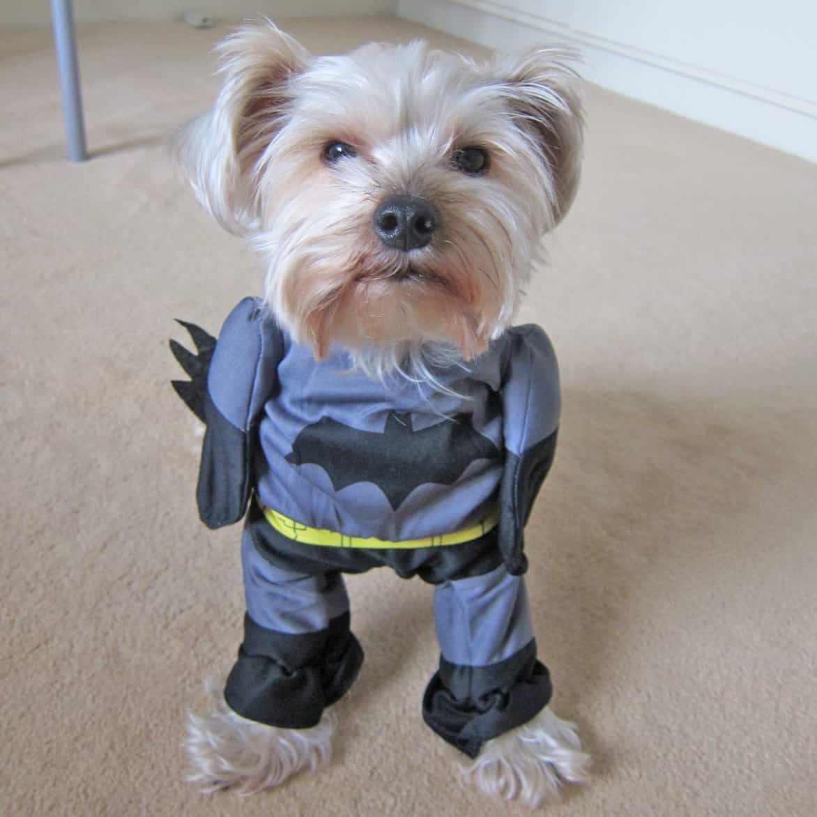 small-and-large-dog-costumes-for-every-occasion-noveltystreet